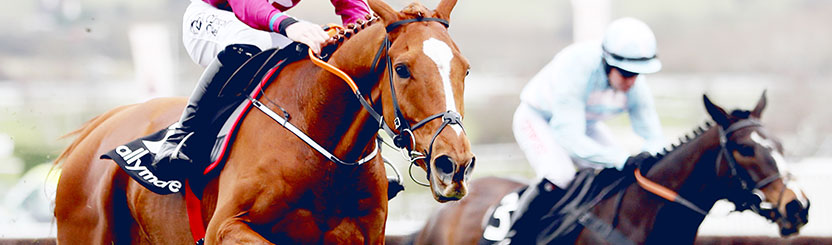 horse betting odds sport
